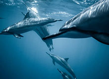 奇异果app在线登录-张镇麟对阵广东个人集锦回顾，全场得到23分3板2断